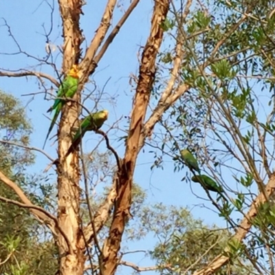Polytelis swainsonii (Superb Parrot) at Watson Green Space - 3 Jan 2020 by mtchl