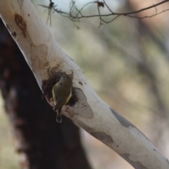 Acanthiza lineata (Striated Thornbill) at Cook, ACT - 27 May 2018 by Tammy