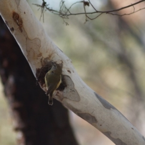 Acanthiza lineata at Cook, ACT - 27 May 2018 12:17 PM