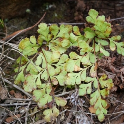 Cheilanthes austrotenuifolia (Rock Fern) at Hackett, ACT - 30 Mar 2014 by AaronClausen