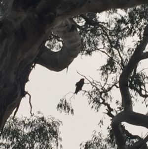 Callocephalon fimbriatum at Garran, ACT - 2 Jan 2019