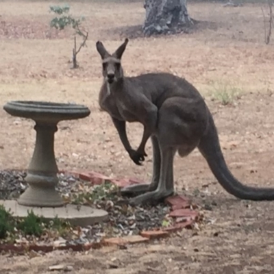 Macropus giganteus (Eastern Grey Kangaroo) at Garran, ACT - 2 Jan 2020 by Flutteringsparrow2