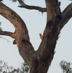 Cacatua galerita (Sulphur-crested Cockatoo) at Red Hill, ACT - 3 Jan 2020 by Flutteringsparrow2