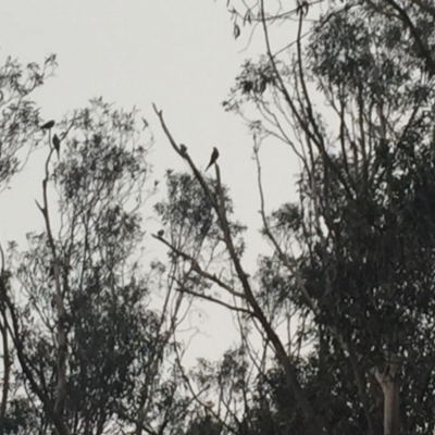 Polytelis swainsonii (Superb Parrot) at Federal Golf Course - 2 Jan 2020 by Flutteringsparrow2