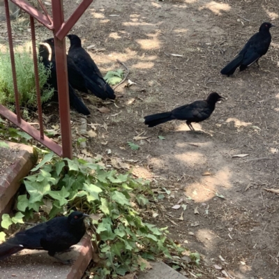 Corcorax melanorhamphos (White-winged Chough) at Holder, ACT - 4 Jan 2020 by dhaagun