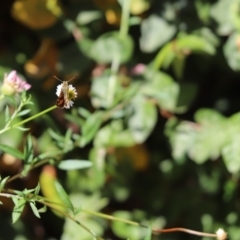 Ocybadistes walkeri (Green Grass-dart) at Cook, ACT - 4 Dec 2019 by Tammy