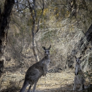 Macropus giganteus at Conder, ACT - 4 Jan 2020 10:29 AM