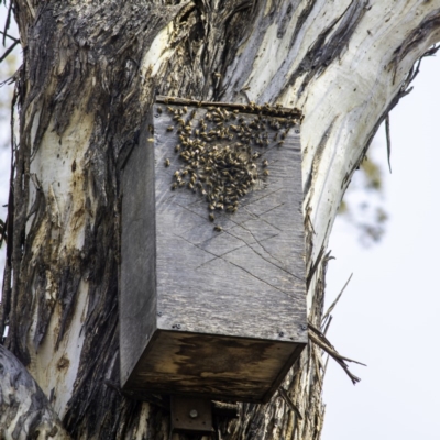 Apis mellifera (European honey bee) at Conder, ACT - 4 Jan 2020 by LadDownUnder