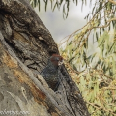 Callocephalon fimbriatum (Gang-gang Cockatoo) at Red Hill, ACT - 4 Jan 2020 by JonSteinbeck