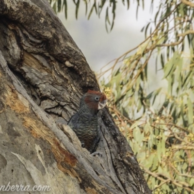 Callocephalon fimbriatum (Gang-gang Cockatoo) at Red Hill, ACT - 4 Jan 2020 by JonSteinbeck