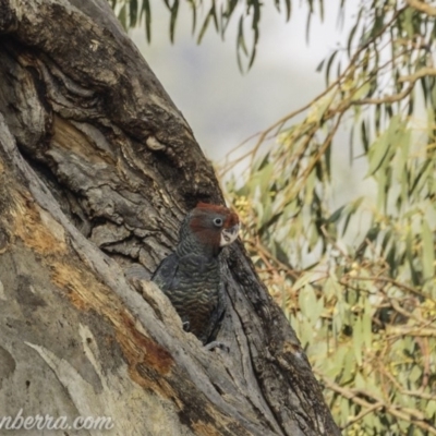 Callocephalon fimbriatum (Gang-gang Cockatoo) at Federal Golf Course - 3 Jan 2020 by BIrdsinCanberra