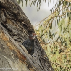 Callocephalon fimbriatum at Red Hill, ACT - 4 Jan 2020