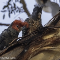 Callocephalon fimbriatum at Red Hill, ACT - 4 Jan 2020