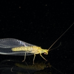 Italochrysa sp. (genus) (A Green Lacewing) at Ainslie, ACT - 3 Jan 2020 by jb2602