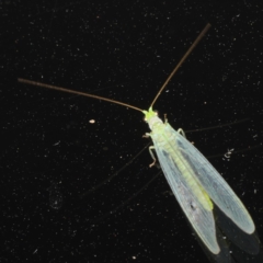 Mallada sp. (genus) (Green lacewing) at Ainslie, ACT - 3 Jan 2020 by jbromilow50