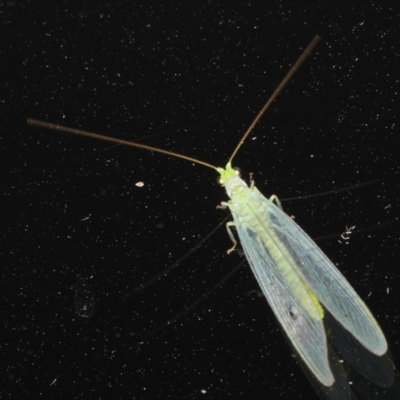 Mallada sp. (genus) (Green lacewing) at Ainslie, ACT - 3 Jan 2020 by jb2602