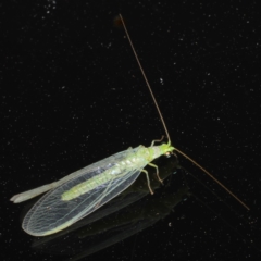 Mallada sp. (genus) at Ainslie, ACT - 3 Jan 2020