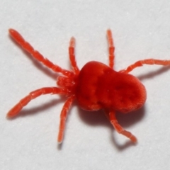 Trombidiidae (family) (Red velvet mite) at Evatt, ACT - 3 May 2018 by TimL