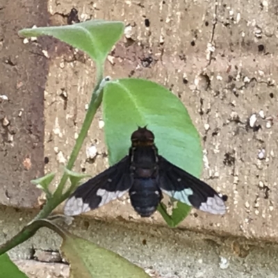 Balaana sp. (genus) (Bee Fly) at Theodore, ACT - 4 Jan 2020 by Jaymay