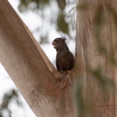 Callocephalon fimbriatum (Gang-gang Cockatoo) at Federal Golf Course - 3 Jan 2020 by JackyF