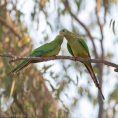 Polytelis swainsonii (Superb Parrot) at Hughes, ACT - 3 Jan 2020 by JackyF