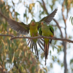 Polytelis swainsonii at Hughes, ACT - 3 Jan 2020