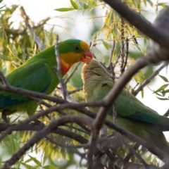 Polytelis swainsonii (Superb Parrot) at Hughes, ACT - 3 Jan 2020 by JackyF