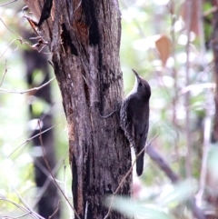 Cormobates leucophaea (White-throated Treecreeper) at Upper Nepean - 23 Oct 2018 by JanHartog