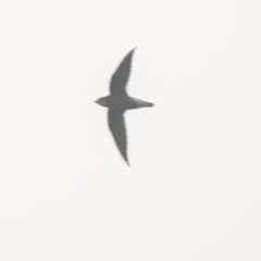 Hirundapus caudacutus (White-throated Needletail) at Deakin, ACT - 1 Jan 2020 by JackyF