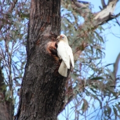 Cacatua tenuirostris (Long-billed Corella) at Mittagong - 7 Oct 2018 by JanHartog