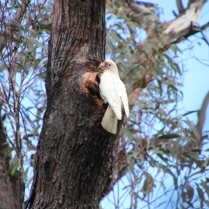 Cacatua tenuirostris at Mittagong, NSW - 8 Oct 2018