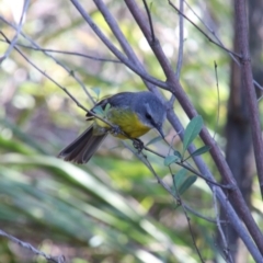 Eopsaltria australis (Eastern Yellow Robin) at Wingecarribee Local Government Area - 8 Nov 2018 by JanHartog