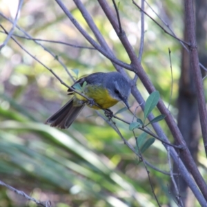 Eopsaltria australis at Alpine, NSW - 8 Nov 2018 08:11 AM