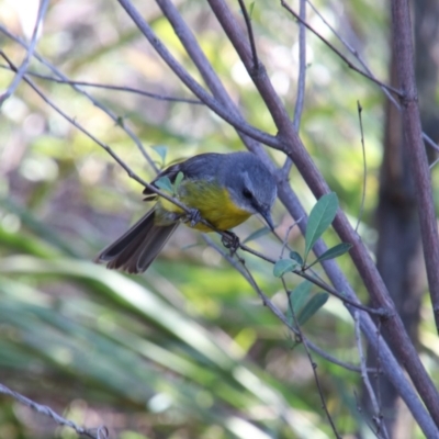 Eopsaltria australis (Eastern Yellow Robin) at Alpine, NSW - 7 Nov 2018 by JanHartog