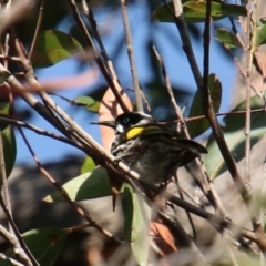 Phylidonyris novaehollandiae (New Holland Honeyeater) at Upper Nepean - 1 Oct 2018 by JanHartog