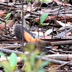 Rhipidura rufifrons (Rufous Fantail) at Upper Nepean - 24 Oct 2018 by JanHartog