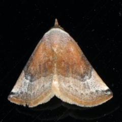 Mataeomera coccophaga (Brown Scale-moth) at Ainslie, ACT - 3 Jan 2020 by jbromilow50