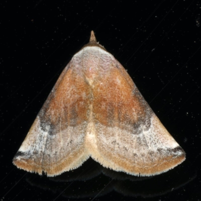 Mataeomera coccophaga (Brown Scale-moth) at Ainslie, ACT - 3 Jan 2020 by jbromilow50