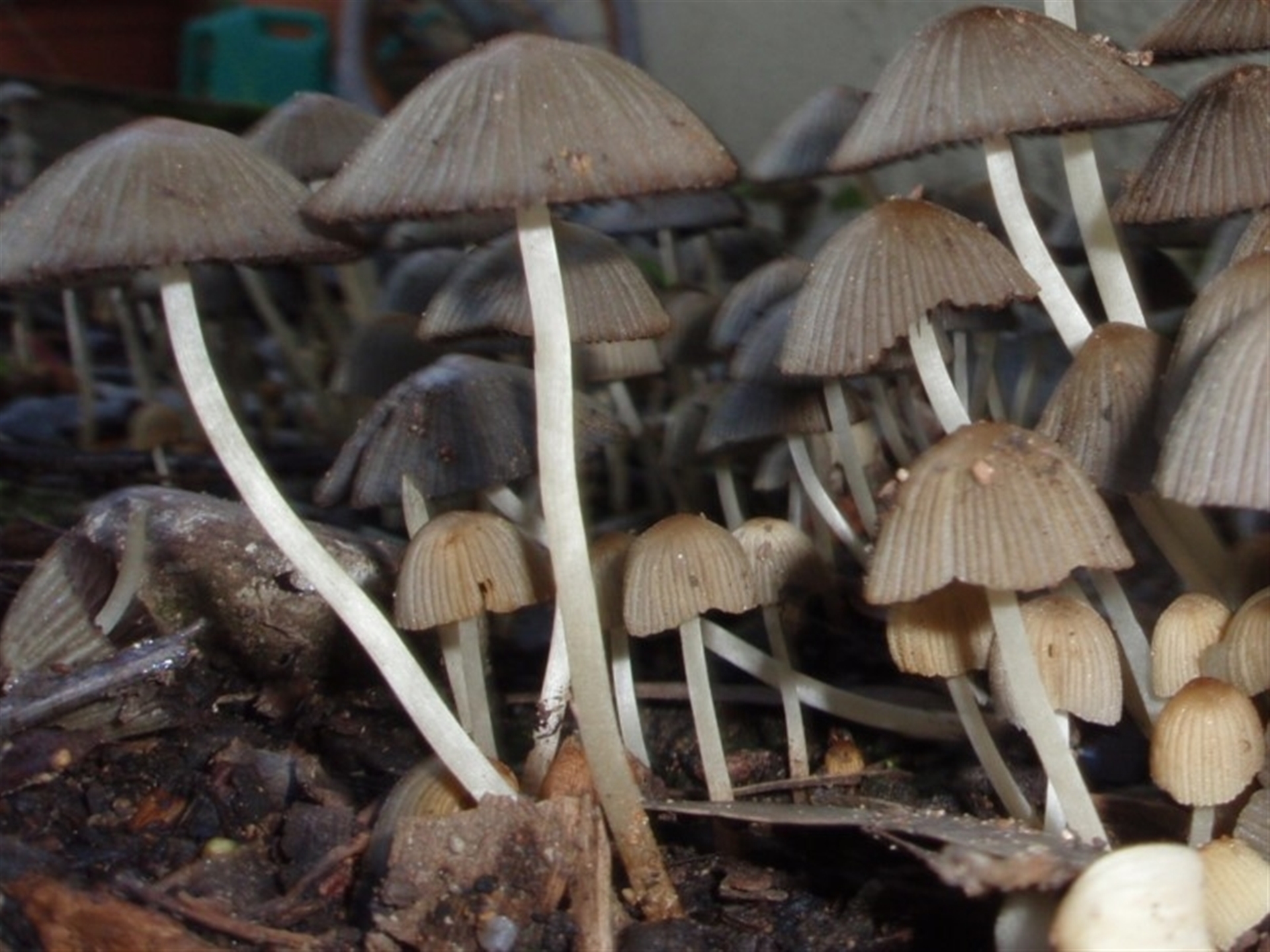 Coprinellus etc. at Aranda, ACT - 13 Jun 2008 11:14 AM