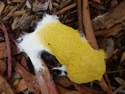 Fuligo septica (Scrambled egg slime) at Aranda, ACT - 10 Feb 2012 by JanetRussell