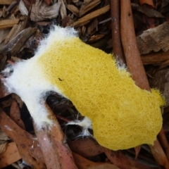 Fuligo septica (Scrambled egg slime) at Aranda, ACT - 10 Feb 2012 by JanetRussell