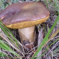 zz bolete at Aranda, ACT - 16 Dec 2011 by JanetRussell