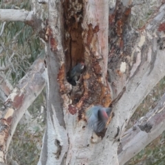 Callocephalon fimbriatum (Gang-gang Cockatoo) at GG146 - 4 Jan 2020 by Ct1000