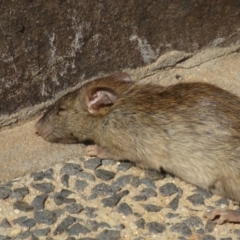 Rattus rattus (Black Rat) at Russell, ACT - 4 Jan 2020 by RobParnell