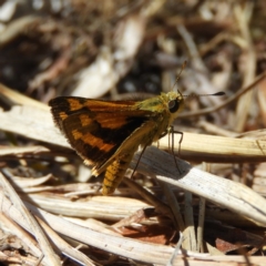 Ocybadistes walkeri (Green Grass-dart) at Kambah, ACT - 6 Dec 2019 by MatthewFrawley