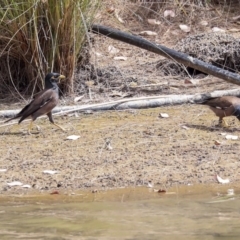 Acridotheres tristis (Common Myna) at Franklin, ACT - 31 Dec 2019 by AlisonMilton