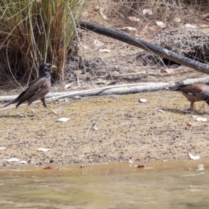 Acridotheres tristis at Franklin, ACT - 31 Dec 2019 09:42 AM