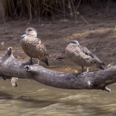 Anas gracilis (Grey Teal) at Gungaderra Creek Ponds - 30 Dec 2019 by AlisonMilton