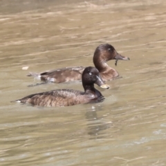 Aythya australis (Hardhead) at Franklin, ACT - 31 Dec 2019 by AlisonMilton