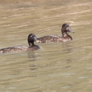 Aythya australis at Franklin, ACT - 31 Dec 2019